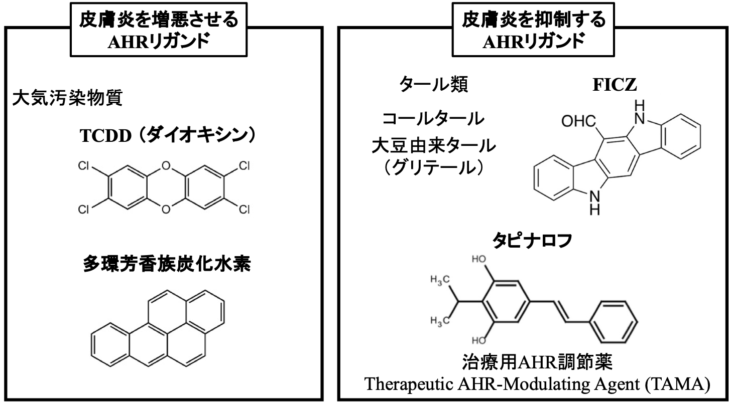皮膚炎を憎悪させるAHRリガンド　皮膚炎を抑制するAHRリガンド