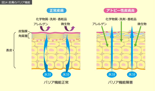 図14 皮膚のバリア機能