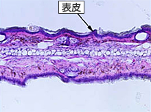正常な皮膚(マウス)