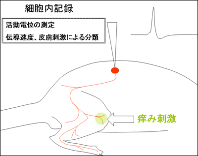 図1 神経細胞の活動電位の測定の模式図